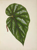 Mon Jardin à Ceylan Pl248 - George De Alwis — artwork view