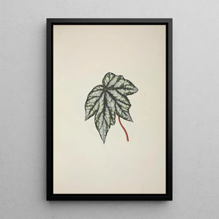 George De Alwis - Mon Jardin a Ceylan Pl250.webp