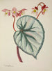 Mon Jardin à Ceylan Pl252 - George De Alwis — artwork view