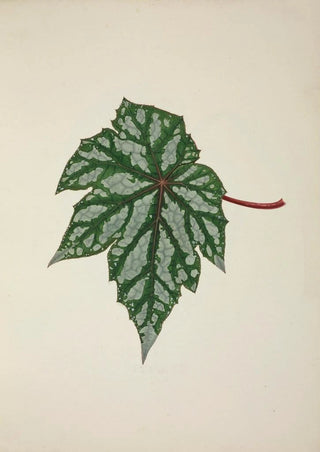 George De Alwis - Mon Jardin a Ceylan Pl253.webp