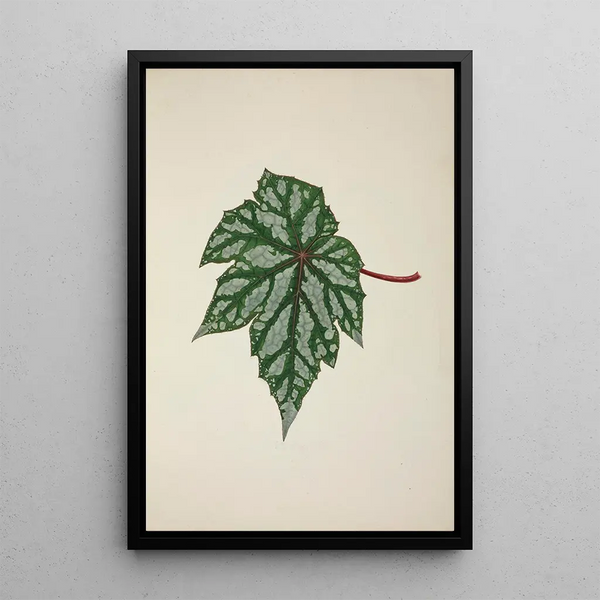My Garden in Ceylon Pl253 - George De Alwis — framed artwork on a wall