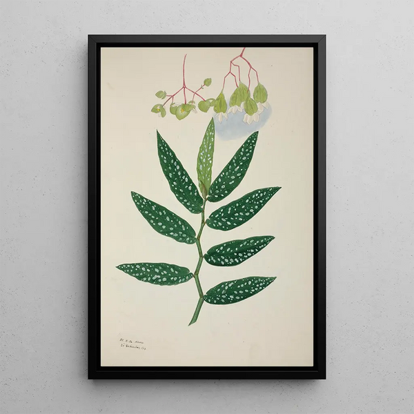 My Garden in Ceylon Pl258 - George De Alwis — framed artwork on a wall