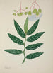 My Garden in Ceylon Pl258 - George De Alwis — artwork view