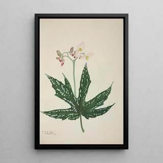 George De Alwis - Mon Jardin a Ceylan Pl259.webp