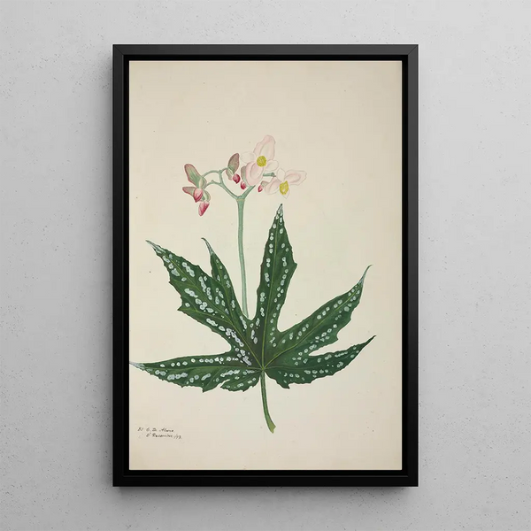 My Garden in Ceylon Pl259 - George De Alwis — framed artwork on a wall