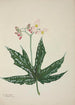 My Garden in Ceylon Pl259 - George De Alwis — artwork view