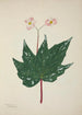 Mon Jardin à Ceylan Pl260 - George De Alwis — artwork view