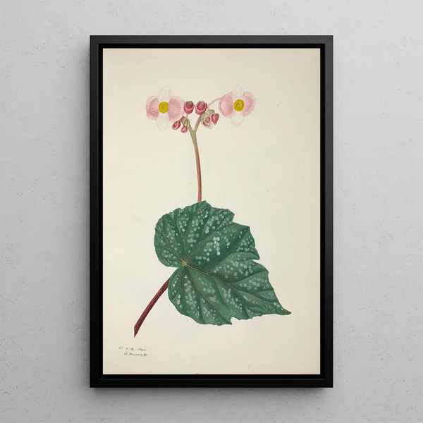 My Garden in Ceylon Pl263 - George De Alwis — framed artwork on a wall