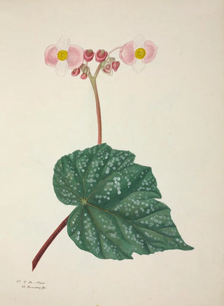 George De Alwis - Mon Jardin a Ceylan Pl263.webp