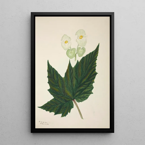 My Garden in Ceylon Pl267 - George De Alwis — framed artwork on a wall