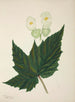 My Garden in Ceylon Pl267 - George De Alwis — artwork view