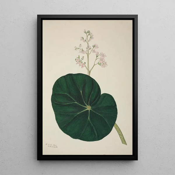 My Garden in Ceylon Pl269 - George De Alwis — framed artwork on a wall