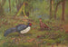 Kaleege with black back - George Edward Lodge — artwork view