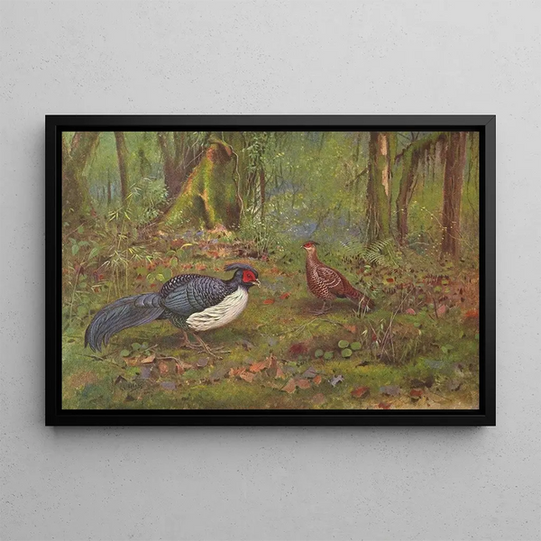 Kaleege with black back - George Edward Lodge — framed artwork on a wall