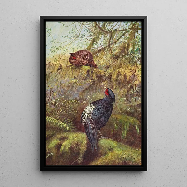 Kaleege with Black Chest - George Edward Lodge — framed artwork on a wall