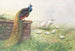 Peacock with Black Wings - George Edward Lodge — artwork view