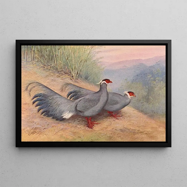 Faisan à Oreilles Bleues - George Edward Lodge — framed artwork on a wall