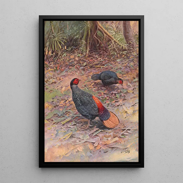 Coq-de-roche Sans Crête de Bornéo - George Edward Lodge — framed artwork on a wall