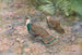 Pheasant peacock of Borneo - George Edward Lodge — artwork view