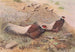 Pheasant with Brown Ears - George Edward Lodge — artwork view