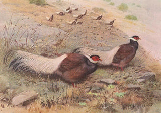 Pheasant with Brown Ears - George Edward Lodge — artwork view