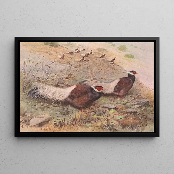 Pheasant with Brown Ears - George Edward Lodge — framed artwork on a wall