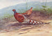 Burmese pheasant with barred back - George Edward Lodge — artwork view