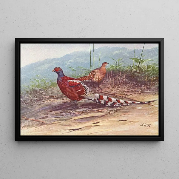 Burmese pheasant with barred back - George Edward Lodge — framed artwork on a wall