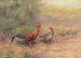 Coq de Lafayette - George Edward Lodge — artwork view