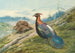 Chinese Imperial Pheasant - George Edward Lodge — artwork view