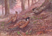 Pheasant Koklass by Darwin Pheasant Koklass by Styan - George Edward Lodge — artwork view
