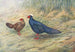 Kaleege by Edward - George Edward Lodge — artwork view
