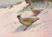 Perdrix sanglante de Geoffroy - George Edward Lodge — artwork view