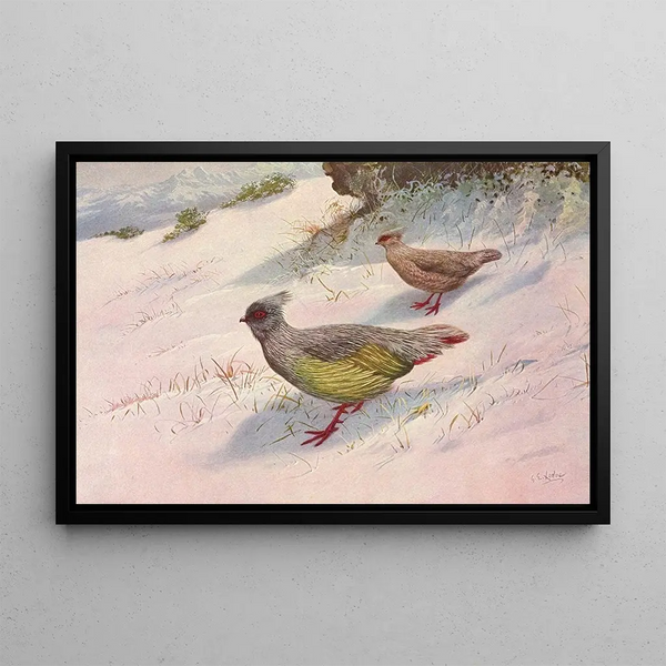 Perdrix sanglante de Geoffroy - George Edward Lodge — framed artwork on a wall