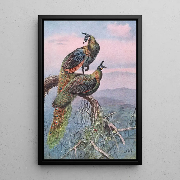 Peacock Green - George Edward Lodge — framed artwork on a wall
