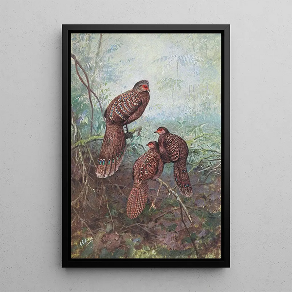 Pheasant Peacock Gray - George Edward Lodge — framed artwork on a wall