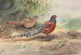 Pheasant with barred back by Hume - George Edward Lodge — artwork view