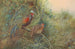 Java Wild Boar - George Edward Lodge — artwork view
