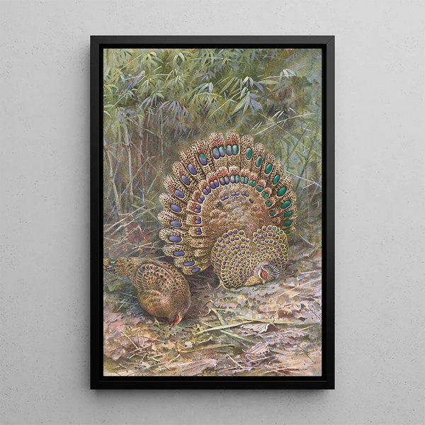 Pheasant Malaysian - George Edward Lodge — framed artwork on a wall