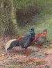 Malaise Cockatoo Painting - George Edward Lodge — artwork view