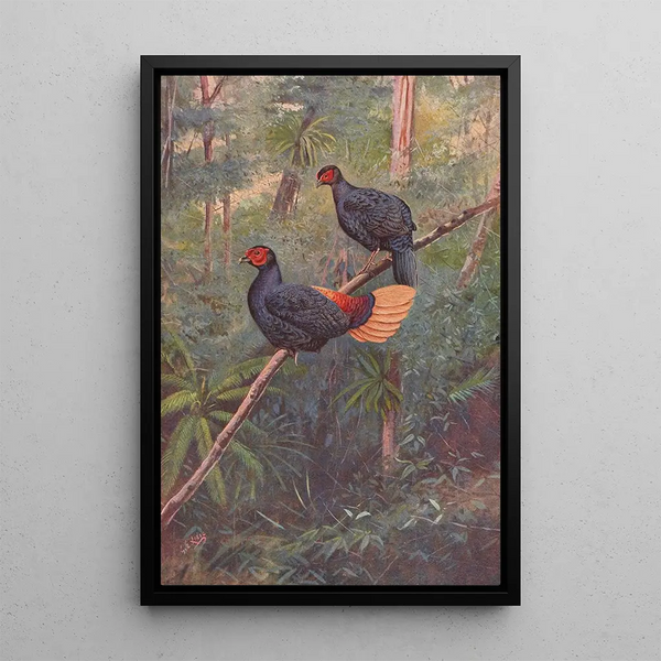 Coq-de-roche Sans Crête Malais - George Edward Lodge — framed artwork on a wall