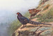 Pheasant Mikado - George Edward Lodge — artwork view