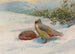 Perdrix de sang du Nord - George Edward Lodge — artwork view