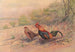 Rooster bankiva - George Edward Lodge — artwork view