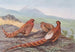 Copper Pheasant shimmering Ijima Copper Pheasant - George Edward Lodge — artwork view