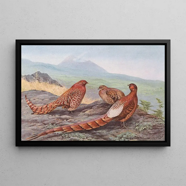Copper Pheasant shimmering Ijima Copper Pheasant - George Edward Lodge — framed artwork on a wall