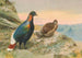 Pheasant Impeyan by Sclater - George Edward Lodge — artwork view