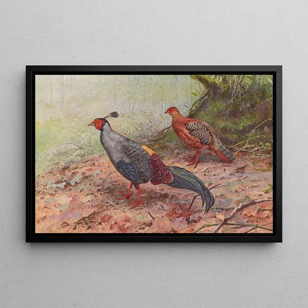 Lophure Siamois - George Edward Lodge — framed artwork on a wall