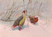 Himalayan Blood Partridge Painting Sikhim - George Edward Lodge — artwork view