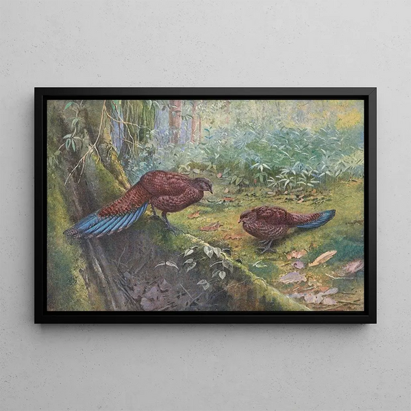 Faisan à queue de bronze de Sumatra - George Edward Lodge — framed artwork on a wall